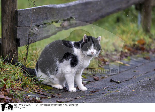 sitting cat / WS-09277