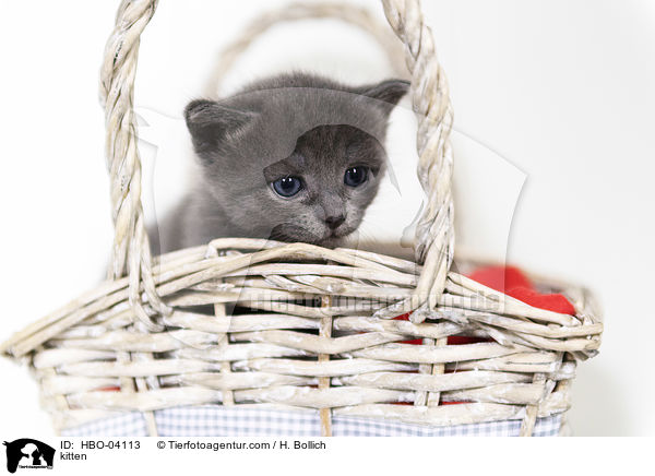 kitten / HBO-04113