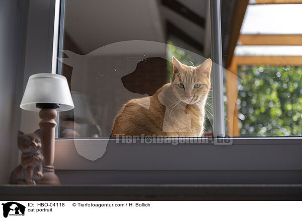 cat portrait / HBO-04118