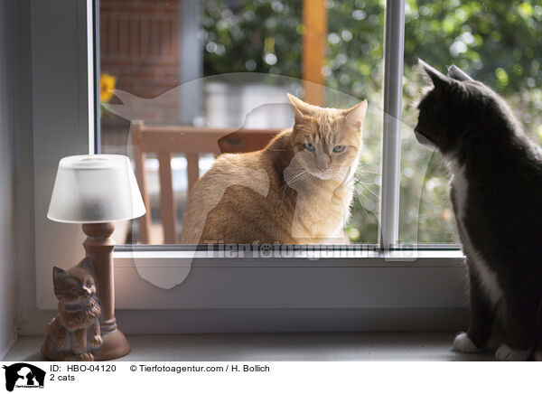 2 cats / HBO-04120