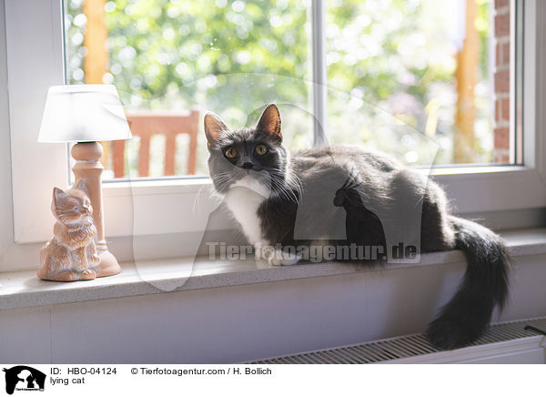 liegende Katze / lying cat / HBO-04124