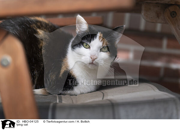 lying cat / HBO-04125