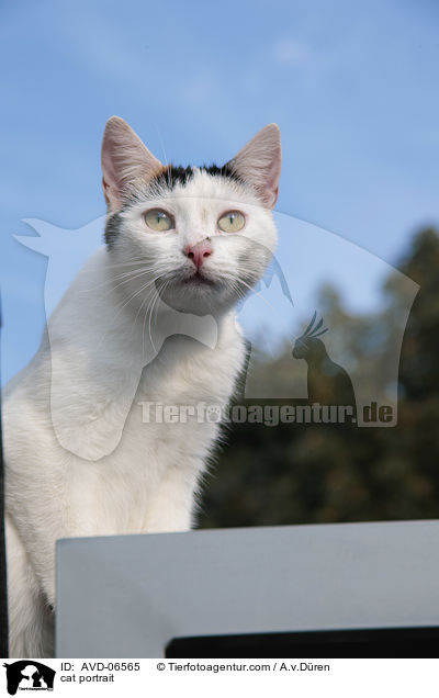 cat portrait / AVD-06565