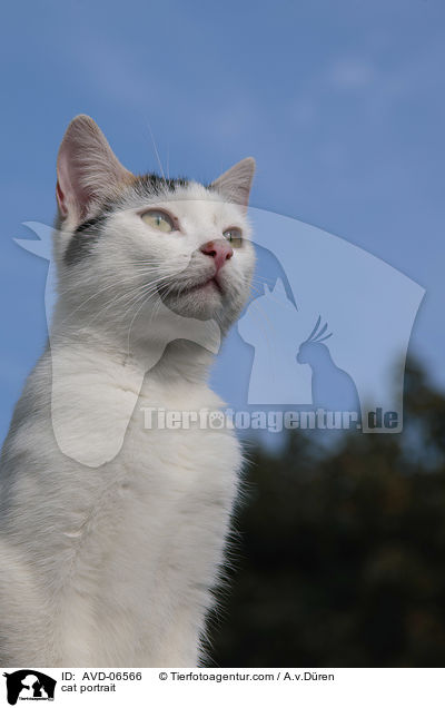 cat portrait / AVD-06566