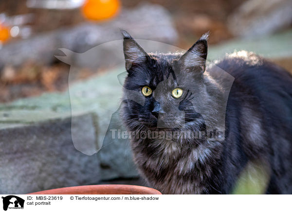 cat portrait / MBS-23619