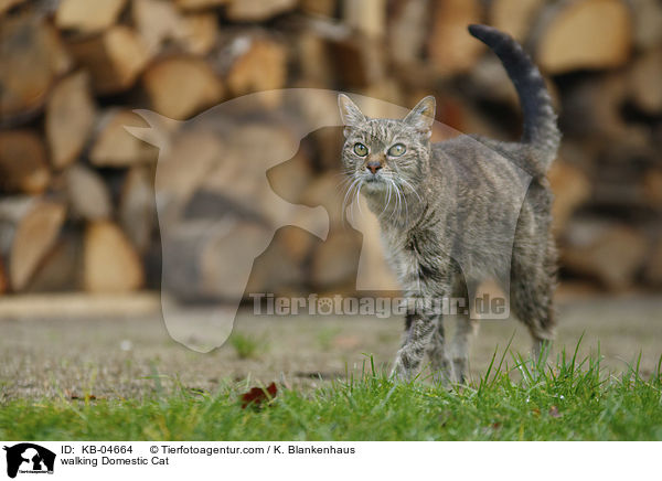 walking Domestic Cat / KB-04664