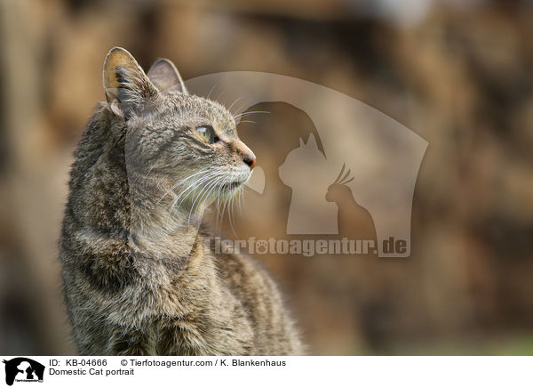 Domestic Cat portrait / KB-04666