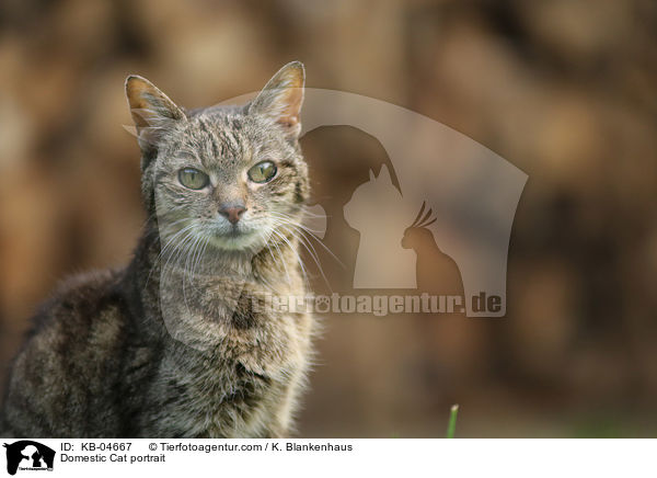 Domestic Cat portrait / KB-04667