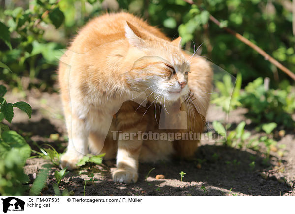 itching cat / PM-07535