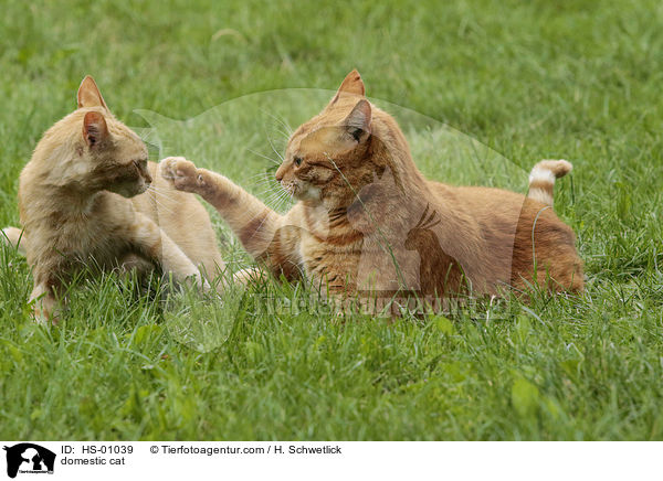 Hauskatze / domestic cat / HS-01039