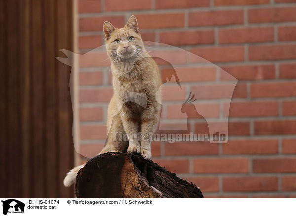 domestic cat / HS-01074