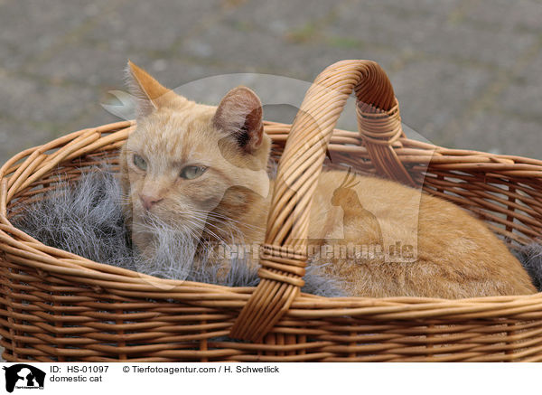 domestic cat / HS-01097
