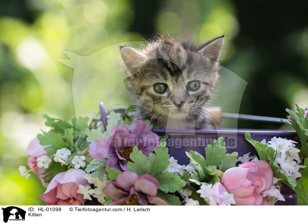 Kitten / HL-01098
