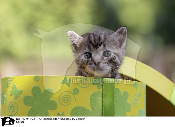 Kitten / HL-01103