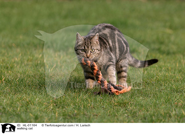 walking cat / HL-01164