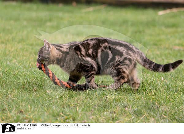 walking cat / HL-01166