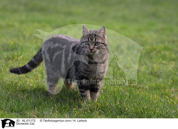 Domestic Cat / HL-01172