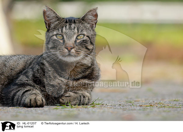 lying tomcat / HL-01207