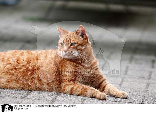 lying tomcat / HL-01284