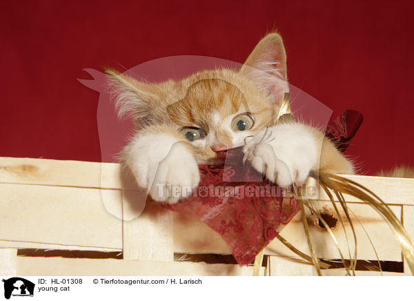 young cat / HL-01308