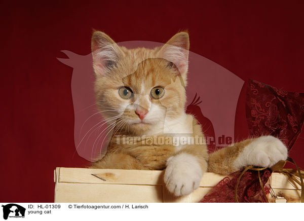 young cat / HL-01309