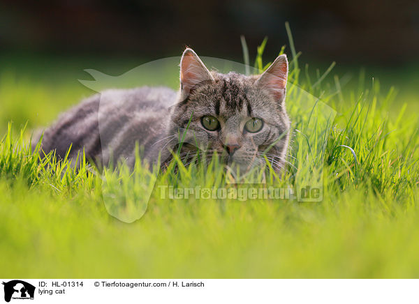 lying cat / HL-01314