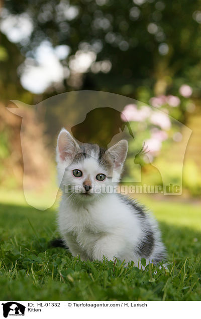 Kitten / HL-01332