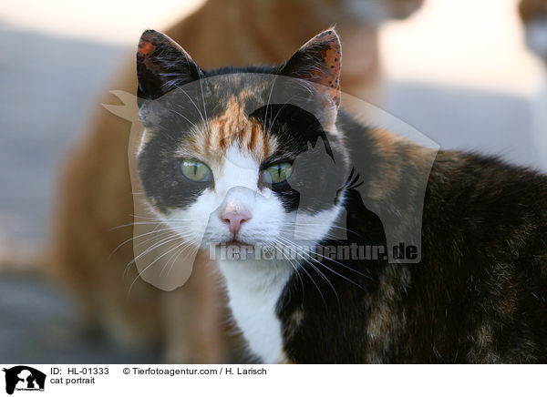 cat portrait / HL-01333