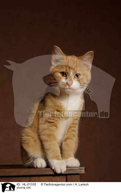 young cat / HL-01335