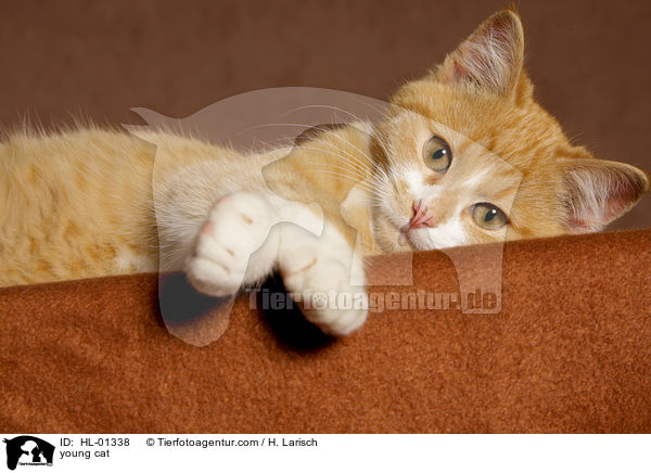 young cat / HL-01338