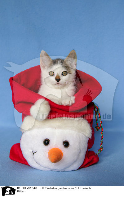 Kitten / HL-01348