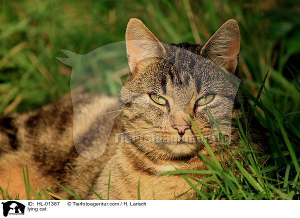 lying cat / HL-01387