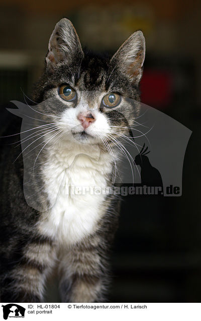 cat portrait / HL-01804