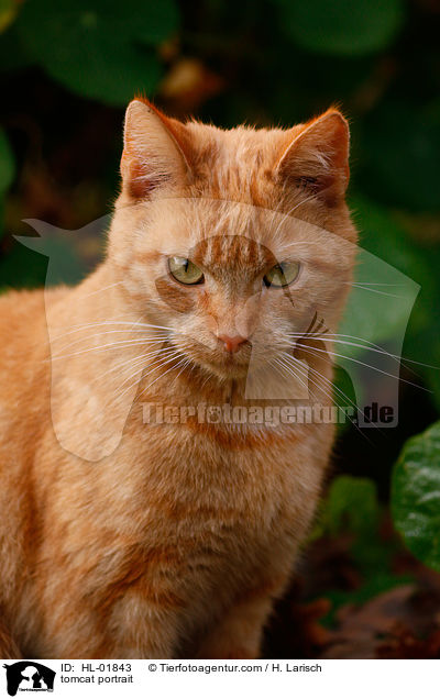 tomcat portrait / HL-01843