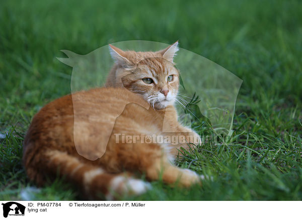 lying cat / PM-07784