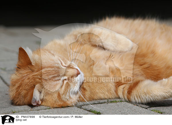 lying cat / PM-07898