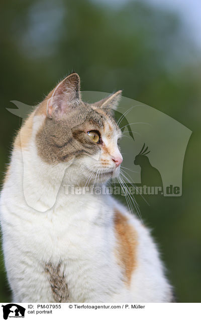 cat portrait / PM-07955