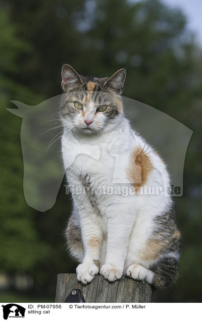 sitting cat / PM-07956