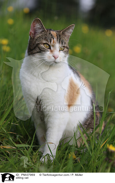 sitzende Katze / sitting cat / PM-07969