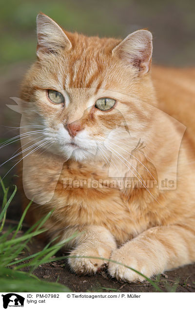 lying cat / PM-07982