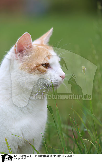 cat portrait / PM-08036