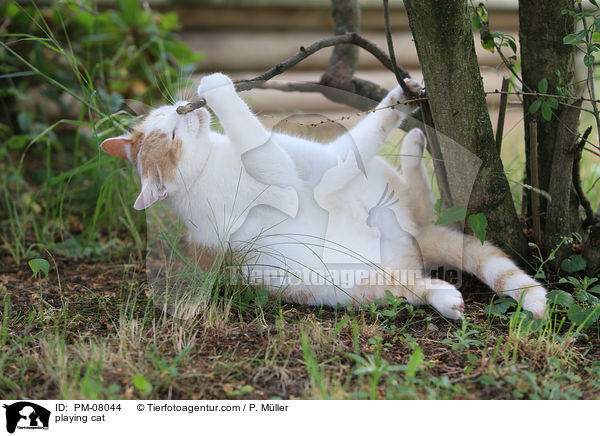 playing cat / PM-08044