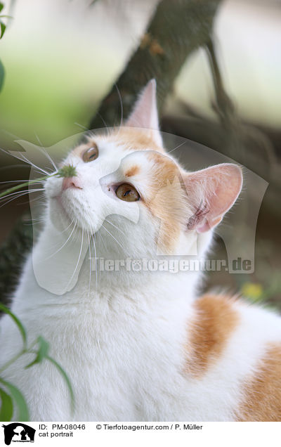 cat portrait / PM-08046
