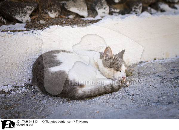 sleeping cat / TAH-01313
