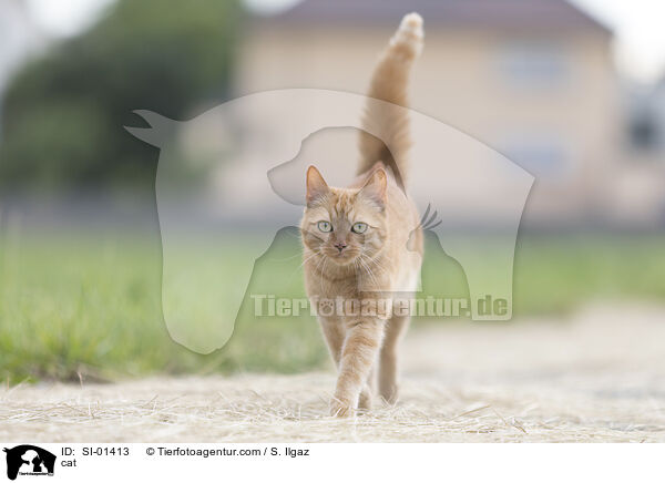 cat / SI-01413