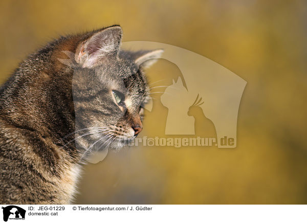 domestic cat / JEG-01229