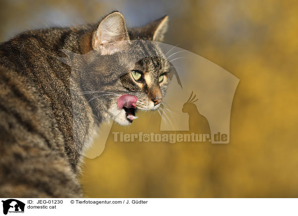 domestic cat / JEG-01230