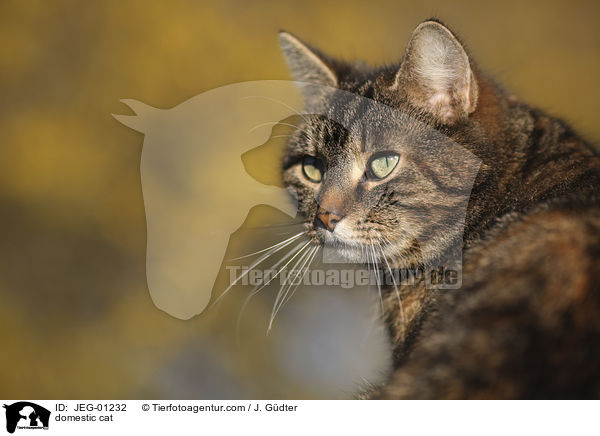 domestic cat / JEG-01232