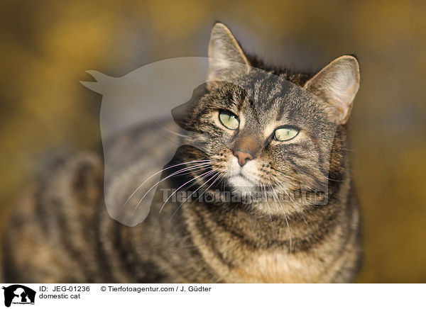 domestic cat / JEG-01236