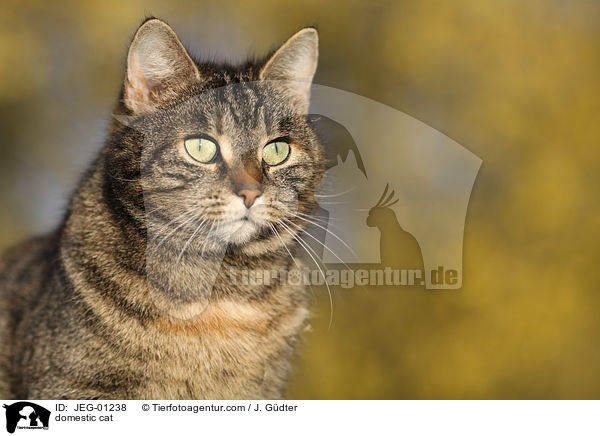 domestic cat / JEG-01238